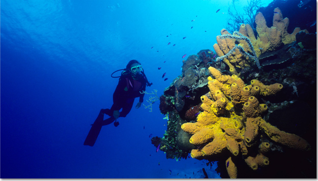 Scuba dive the Grand Turk wall, Turks & Caicos