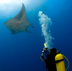 Giant Manta Rays visit Grand Turk