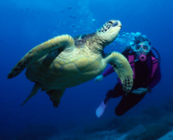 Scuba Diving