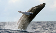 Whale Watching Tours